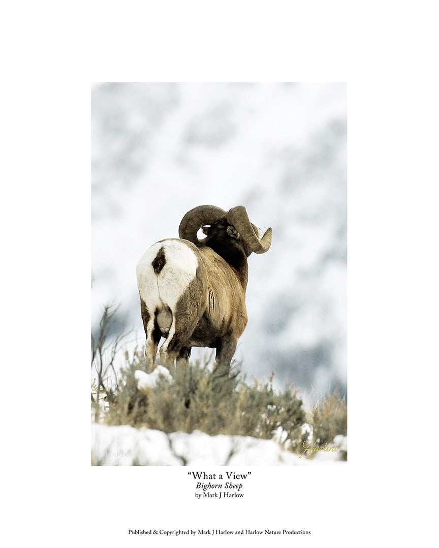 "What A View" Trophy Bighorn Sheep Picture - Print