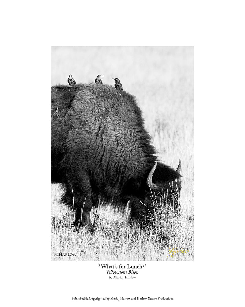 "What's For Lunch?" Unique Yellowstone Bison - Buffalo Picture