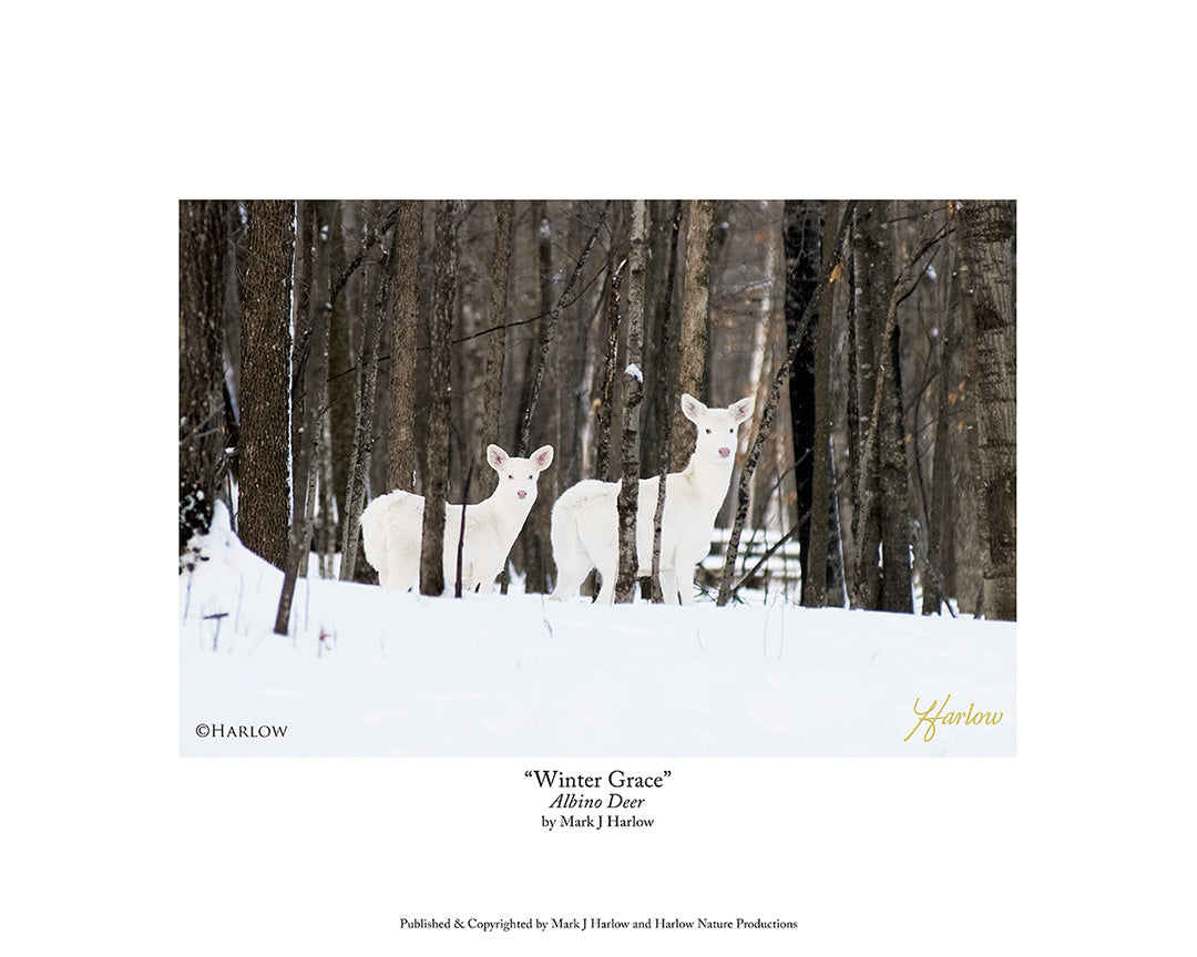 "Winter Grace" Rare Albino Deer Picture Albino Fawn - Print