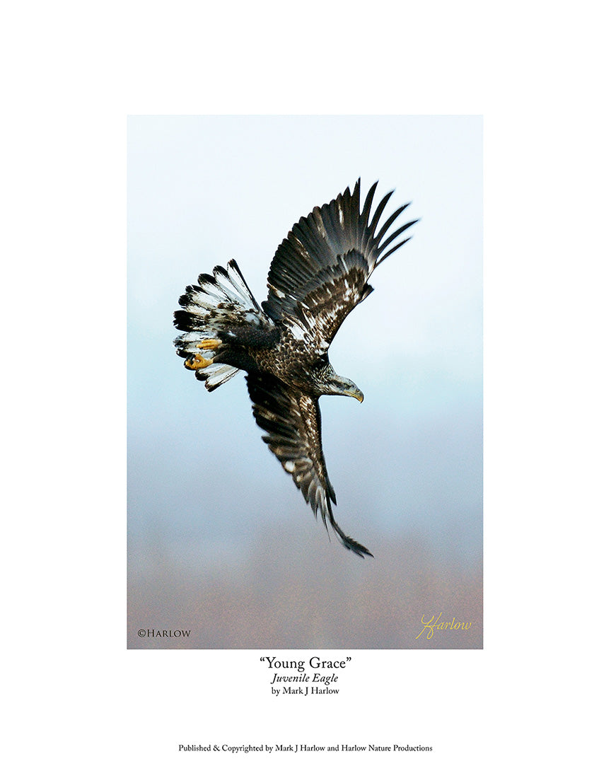 "Young Grace" Elegant Juvenile Bald Eagle Picture - Print